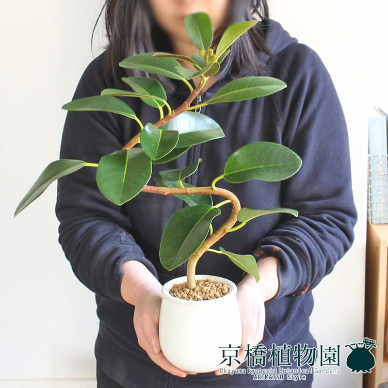 Amazon.co.jp: 【ステララウンド：Sサイズ/陶器鉢】フランスゴム